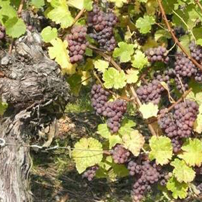 Attacher une vigne