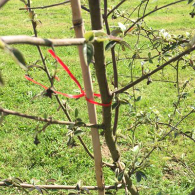 Lier les plantations